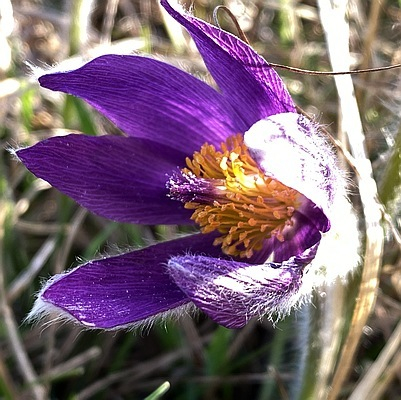 Pulsatilla vulgaris
