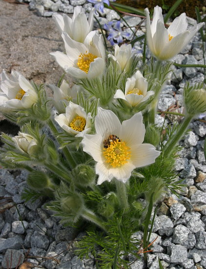 Pulsatilla vulgaris (Hybride)
