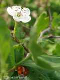 crataegus monogyna.jpg