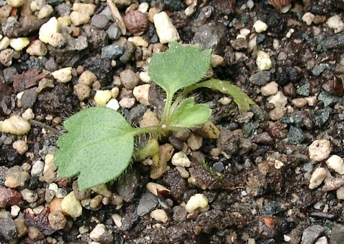 Pulsatilla alpina ssp. alpina - Sämling 2005