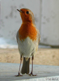 rotkehlchen schlank.jpg