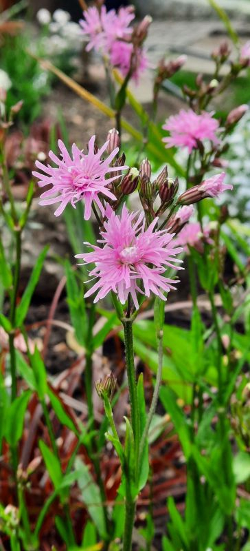 Lychnis flos-cuculi 