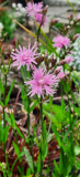 Lychnis flos-cuculi "Petite Jenny"