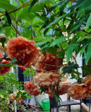 Baumpäonie apricot1