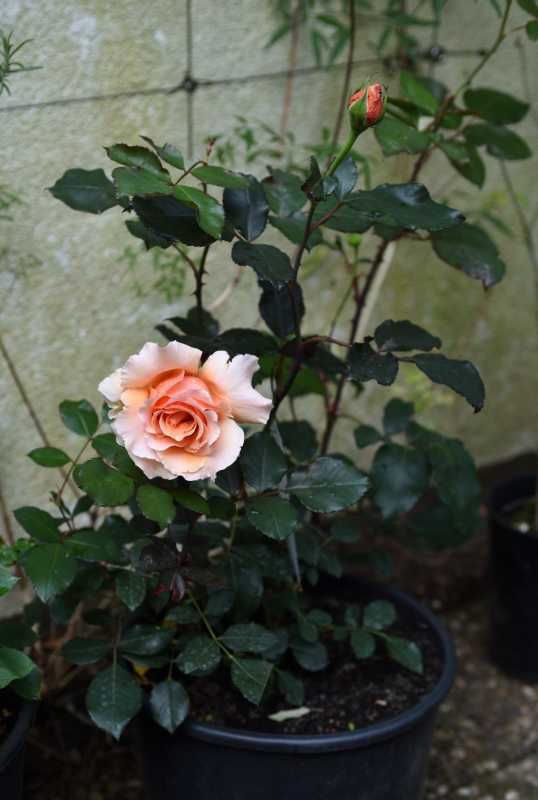 Rose Just Joey