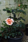 Rose Just Joey