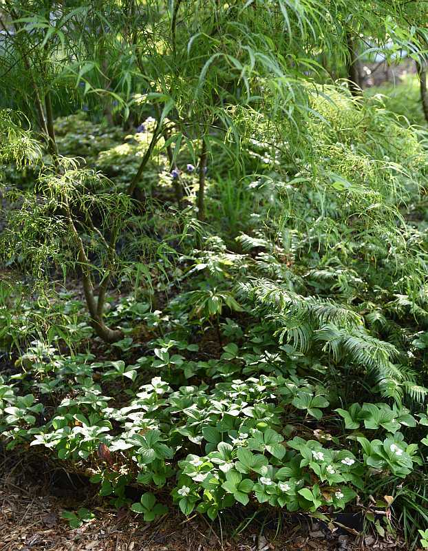 Cornus canadensis