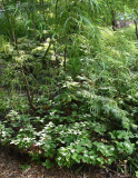 Cornus canadensis