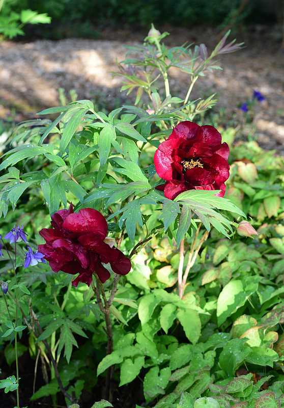 Paeonia Black Pirate