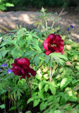 Paeonia Black Pirate