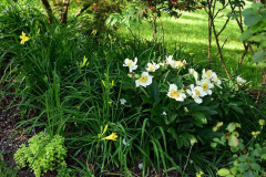 Paeonia Claire de lune