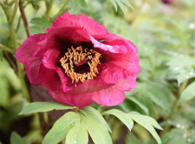 Paeonia Gauguin