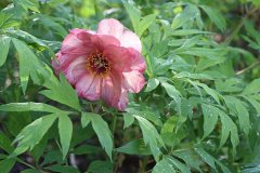 Paeonia Hesperus nah