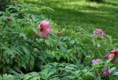 Paeonia Hesperus