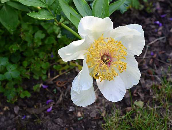 Paeonia Requiem