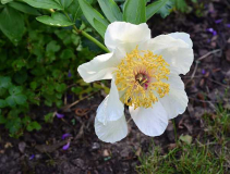 Paeonia Requiem