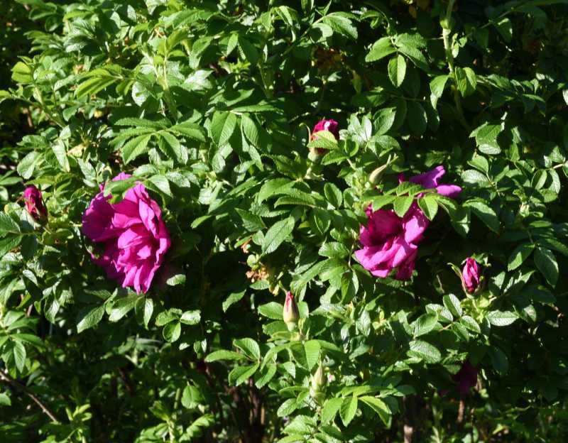Rose à parfum de l'Hay