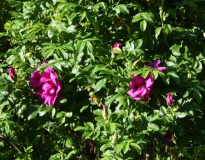 Rose à parfum de l'Hay