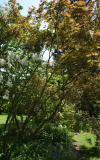 Acer palmatum Masukagami mit Flieder
