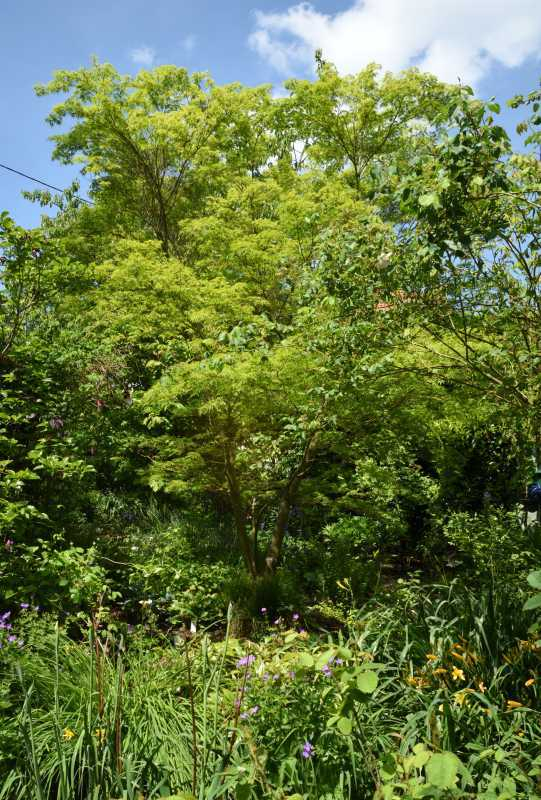Acer palmatum dissectum Seiryu