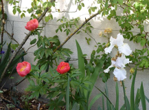 Paeonia Coral'n'Gold 