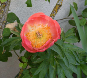 Paeonia Coral'n'Gold nah