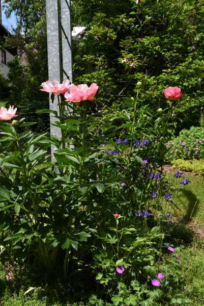 Paeonia lachsfarben