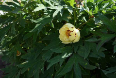 Paeonia High Noon nah