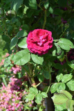 Rose Duke of Edinburgh