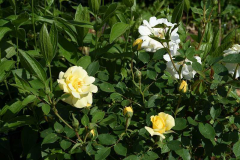 Rose Petit Canard