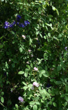 Rose Soupert et Notting mit Akelei