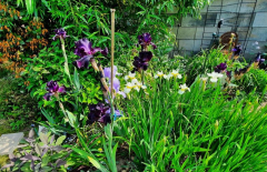 Iris Ecke