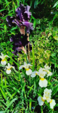 Iris schwarz-weiss