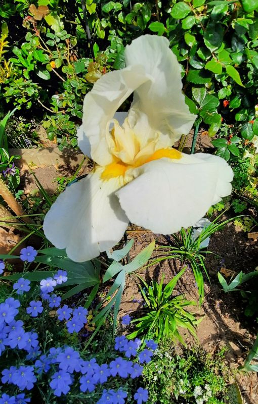 Iris weiss