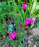 Dianthus carthusianorum