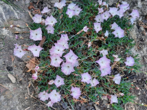 Unbekannte Dianthus
