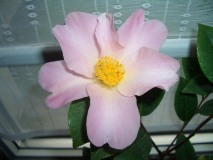 Dagmar Berghoff.jpg
