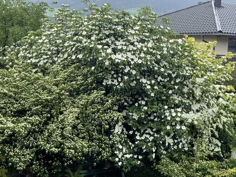 Cornus Hecke