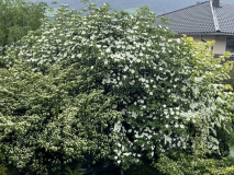Cornus Hecke