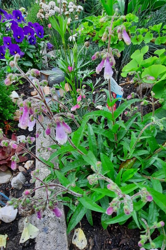 Penstemon hirsutus var. pygmaeus