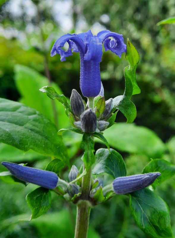 Staudenclematis