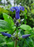 Staudenclematis
