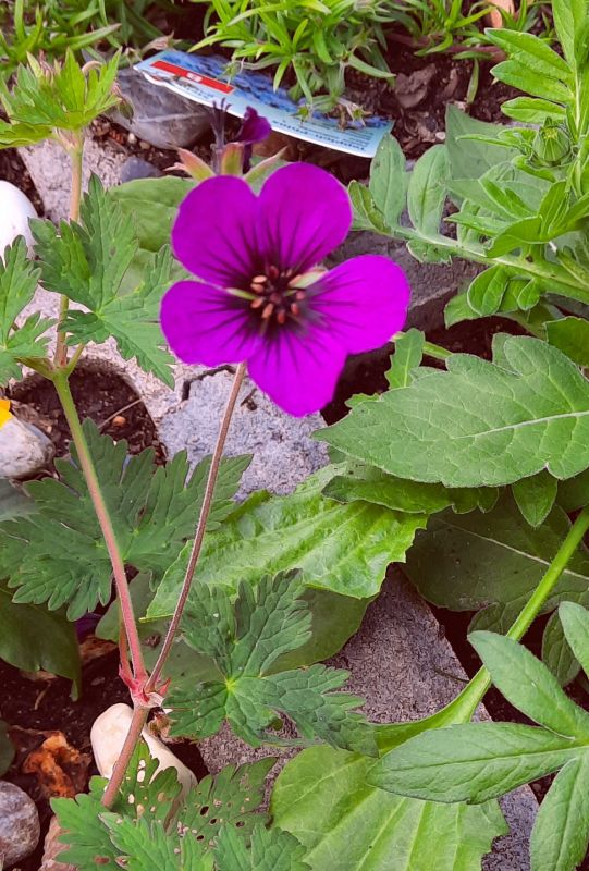 Geranium