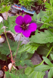 Geranium