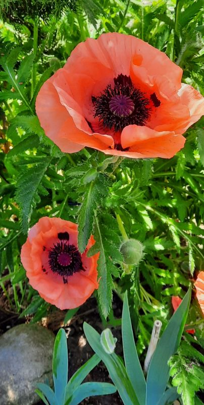 Roter Mohn