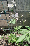 Thalictrum rosa klein