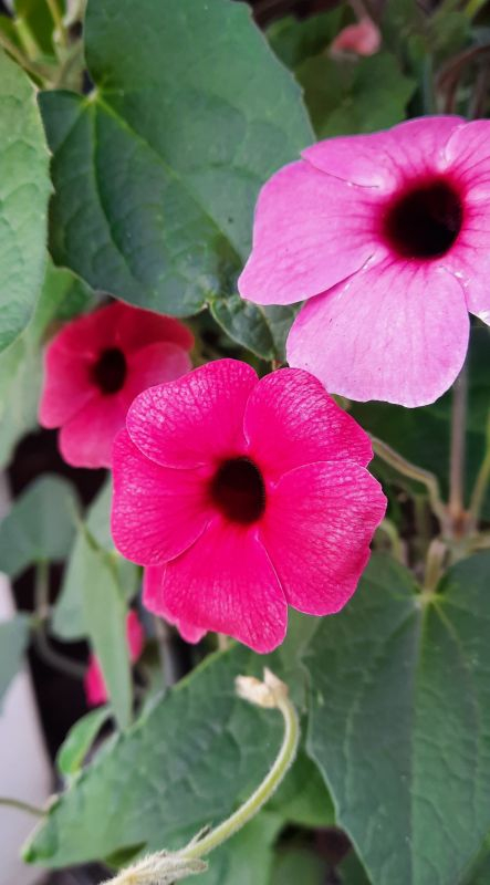 Thunbergia rosa