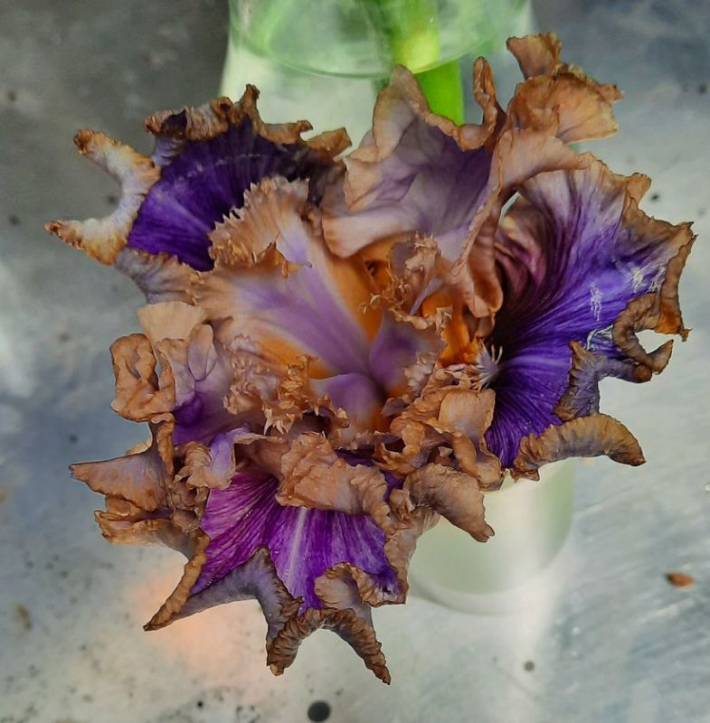 Panjandrum Knospe