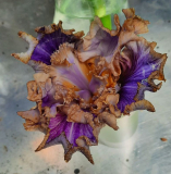Panjandrum Knospe