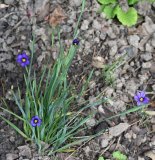 kleine blaue Unbekannte